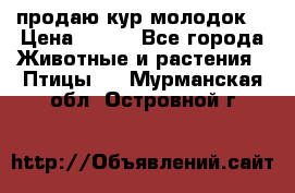 продаю кур молодок. › Цена ­ 320 - Все города Животные и растения » Птицы   . Мурманская обл.,Островной г.